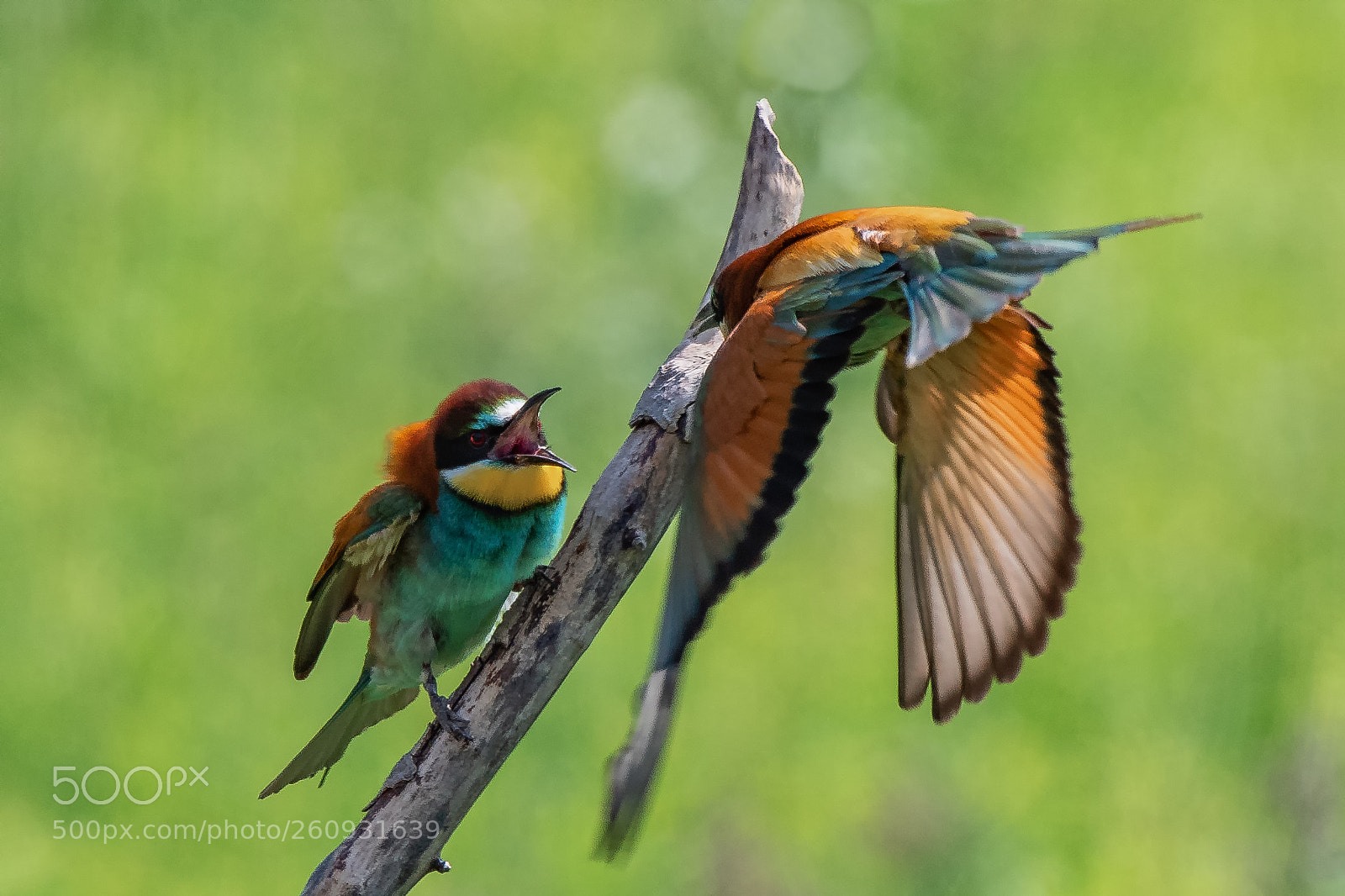 Nikon D500 sample photo. Bee-eaters photography