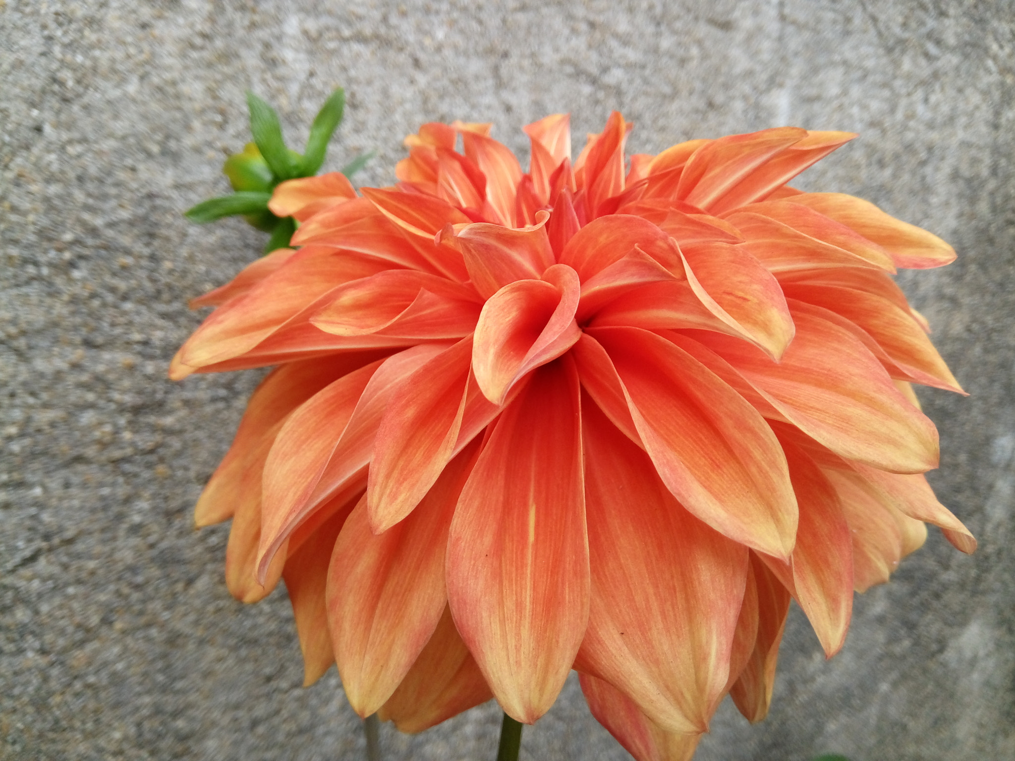 GIONEE A1 lite sample photo