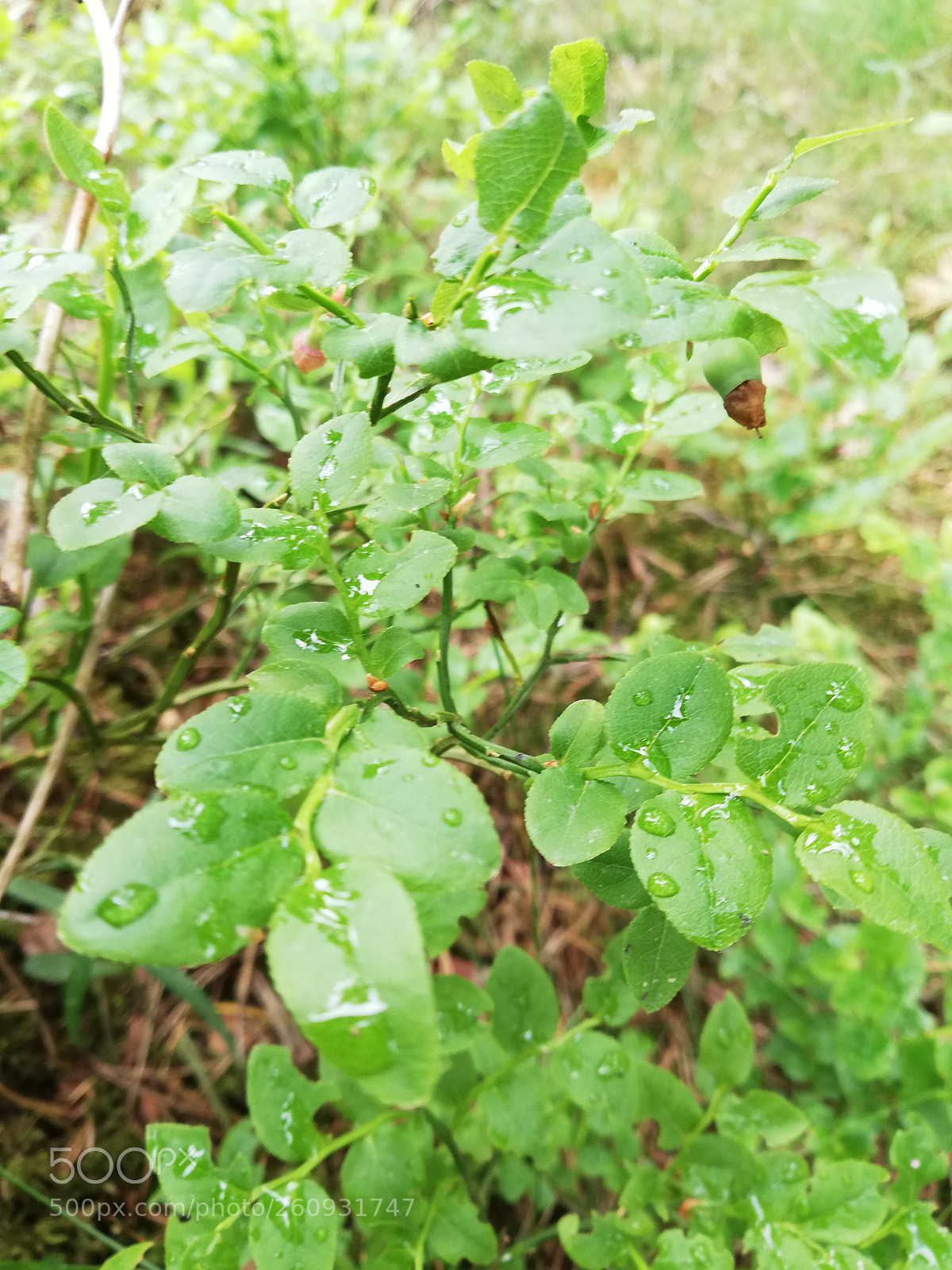 HUAWEI P20 lite sample photo. Untitled photography
