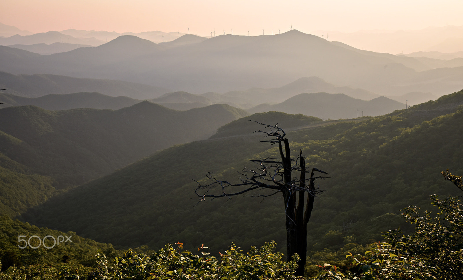 Tamron SP 24-70mm F2.8 Di VC USD sample photo. Morning light photography