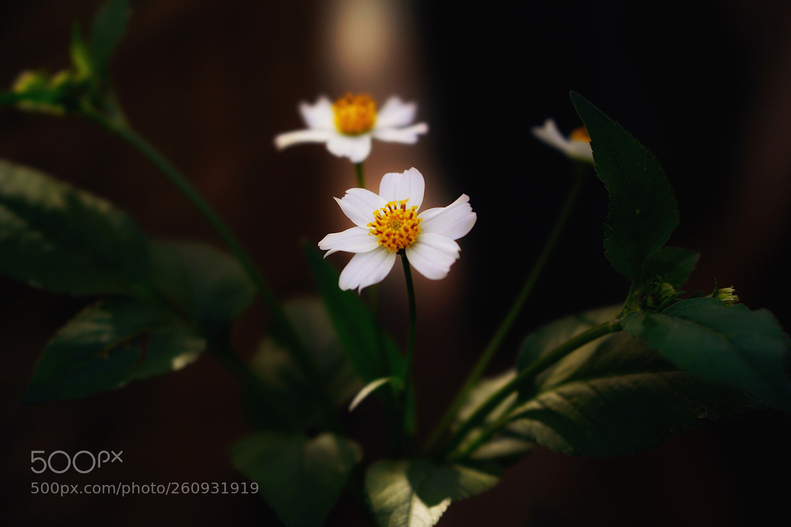 Sony a7 III sample photo. Untitled photography