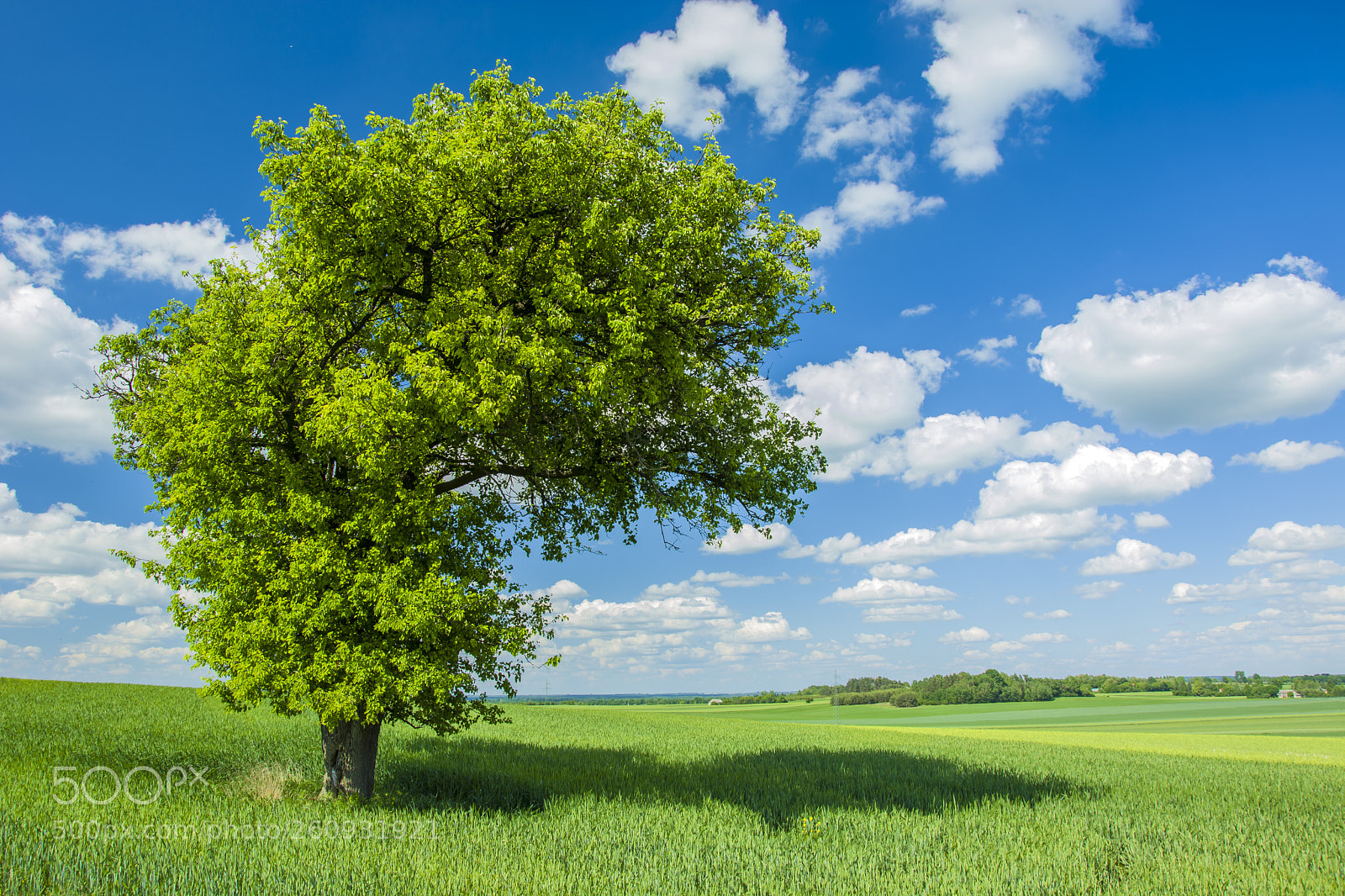 Nikon D5200 sample photo. Shade under a large photography