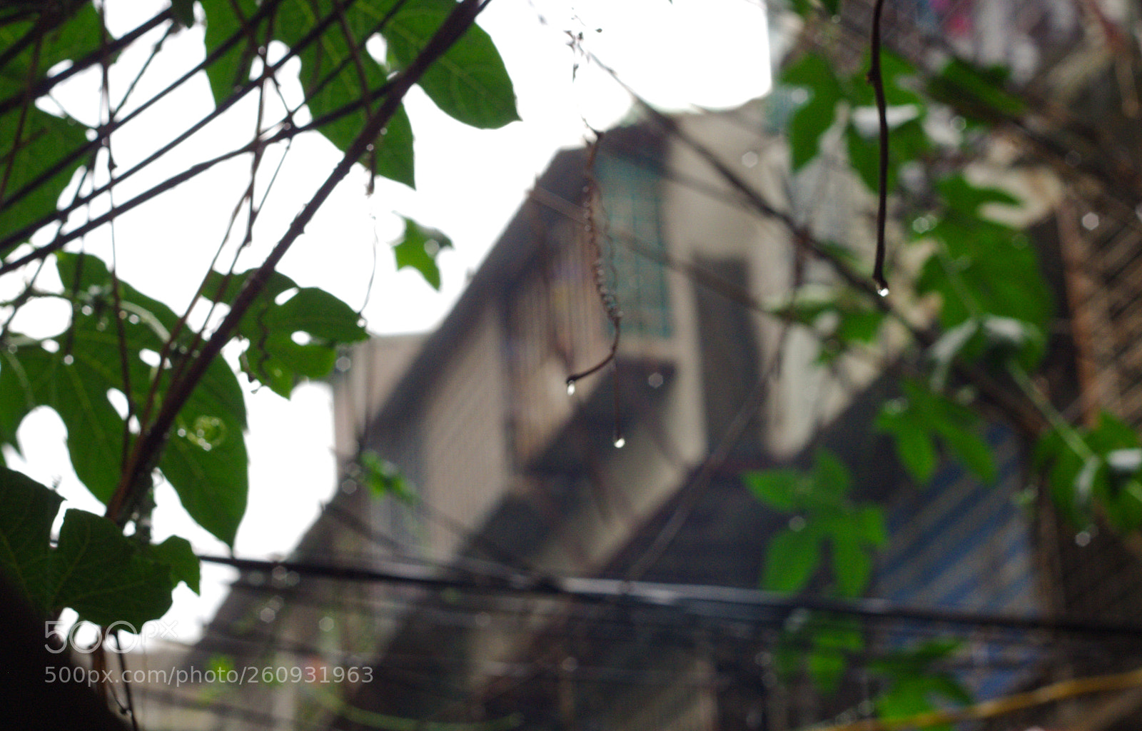 Pentax K200D sample photo. Rain drops photography