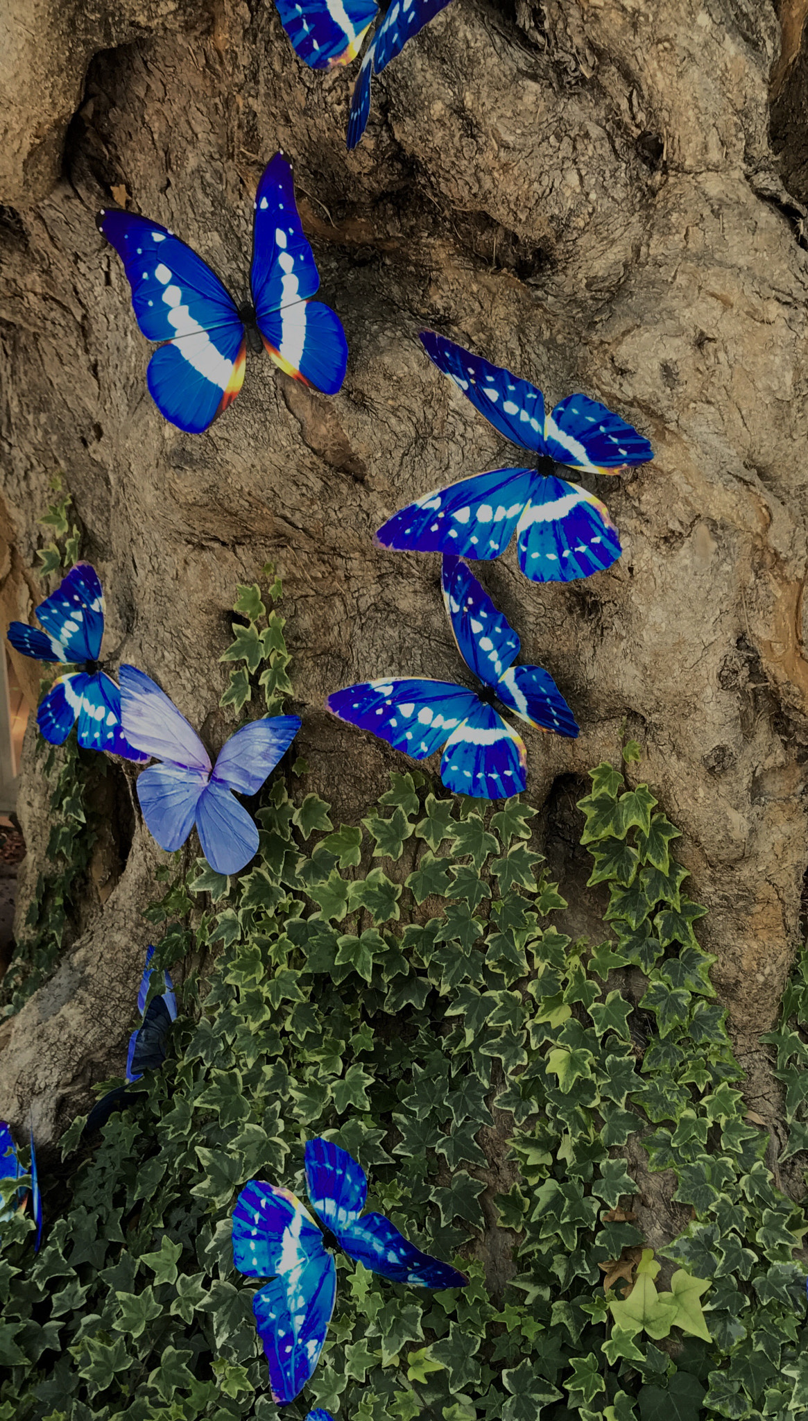 Apple iPad Pro (10.5-inch) sample photo. Butterfly blues photography