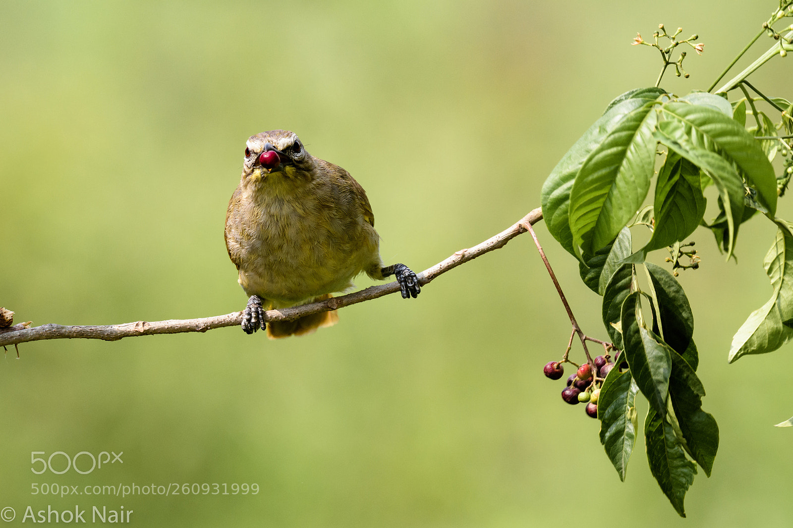 Nikon D500 sample photo. White browed bulbul photography