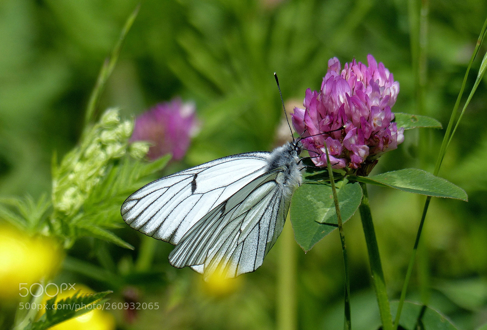 Panasonic Lumix DMC-FZ200 sample photo. Schmetterling photography