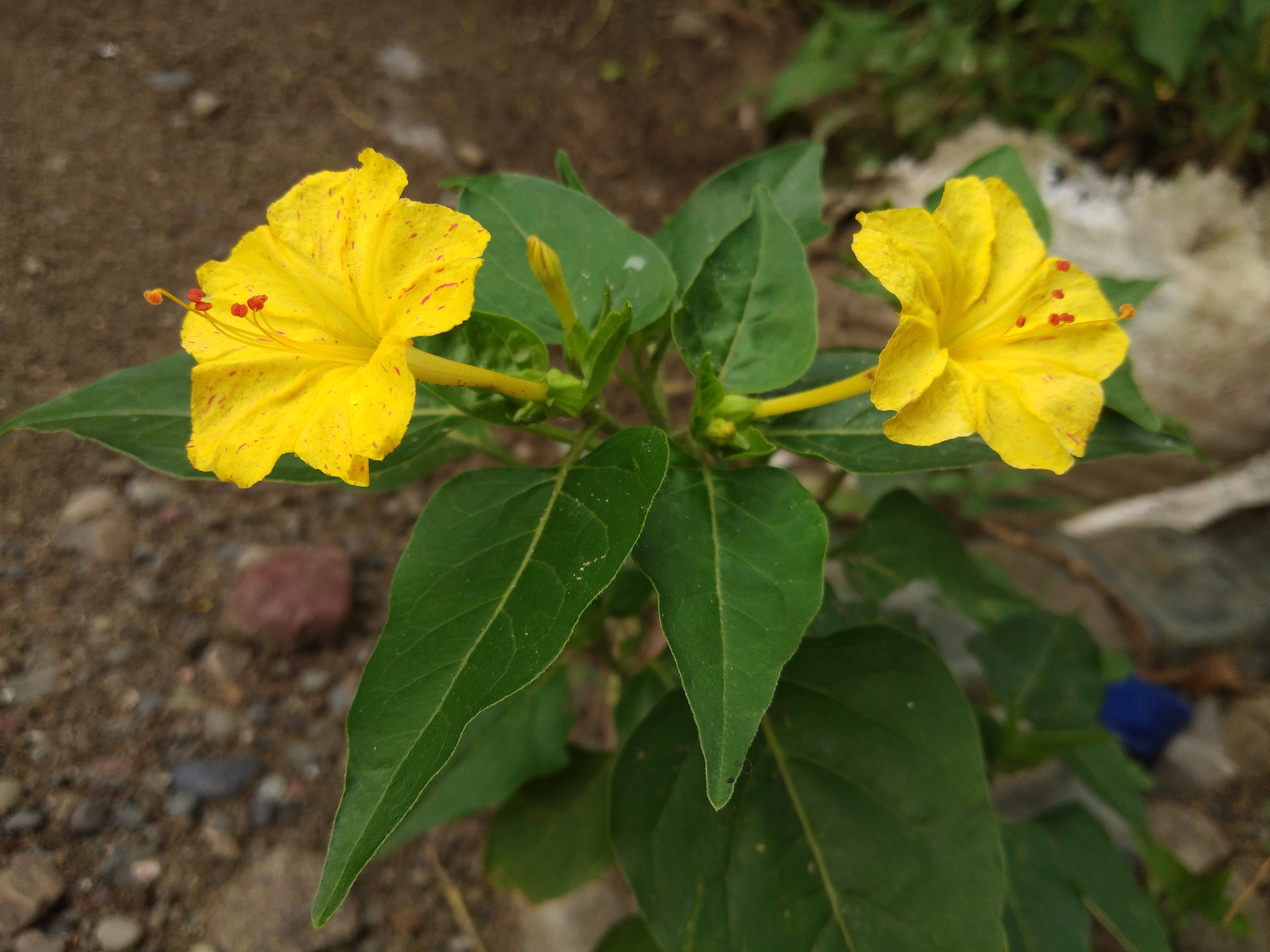 vivo 1718 sample photo. Two yellow flower photography