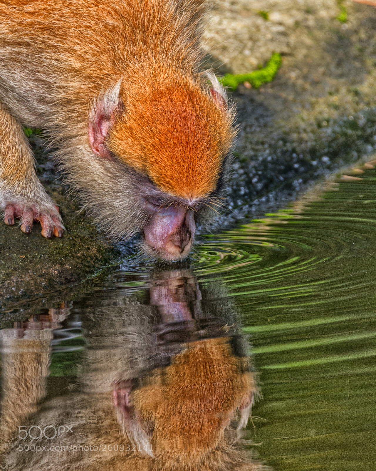 Canon EOS 7D sample photo. The monkey having a photography