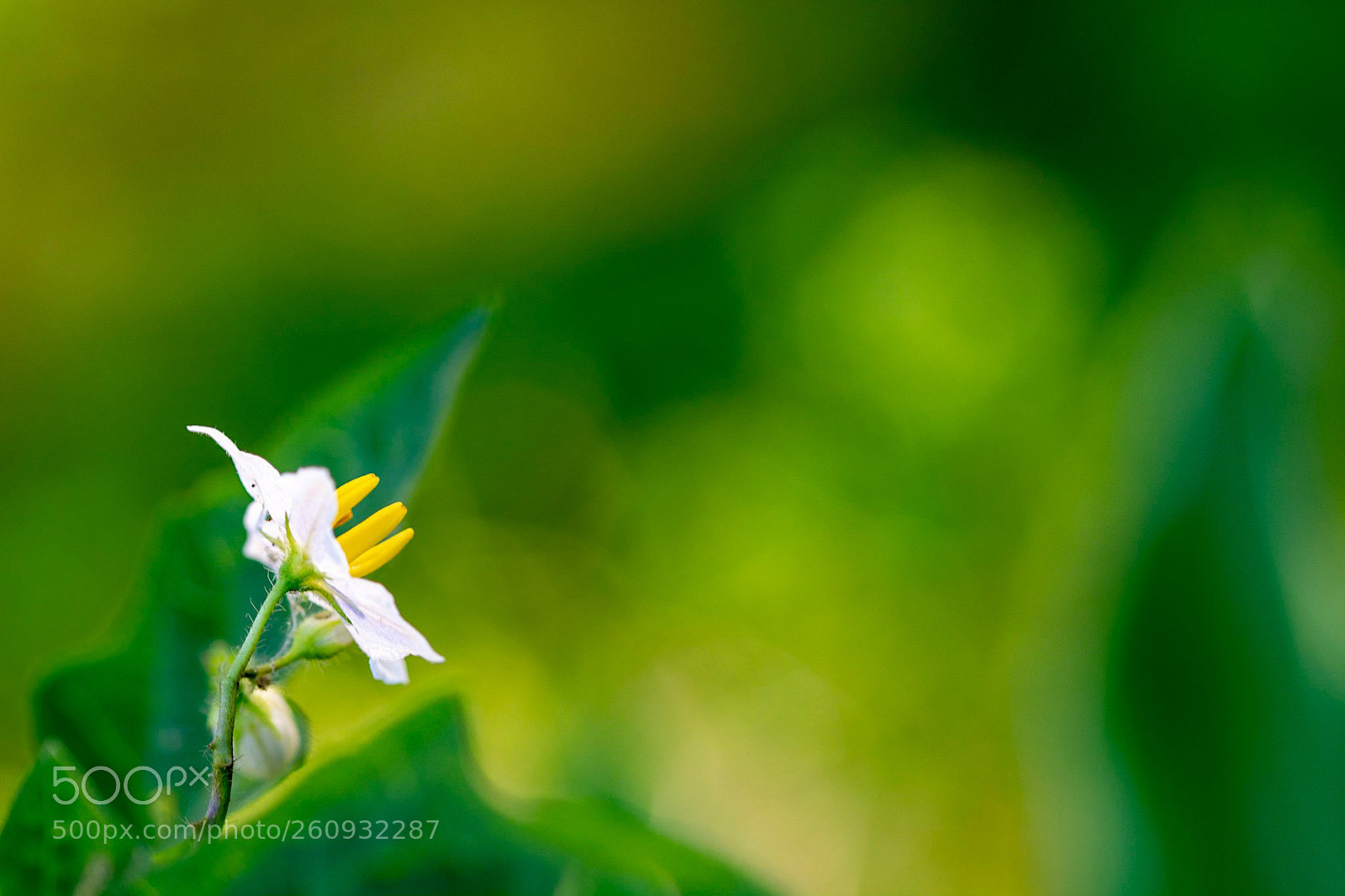 Nikon D7100 sample photo. Sanbon photography
