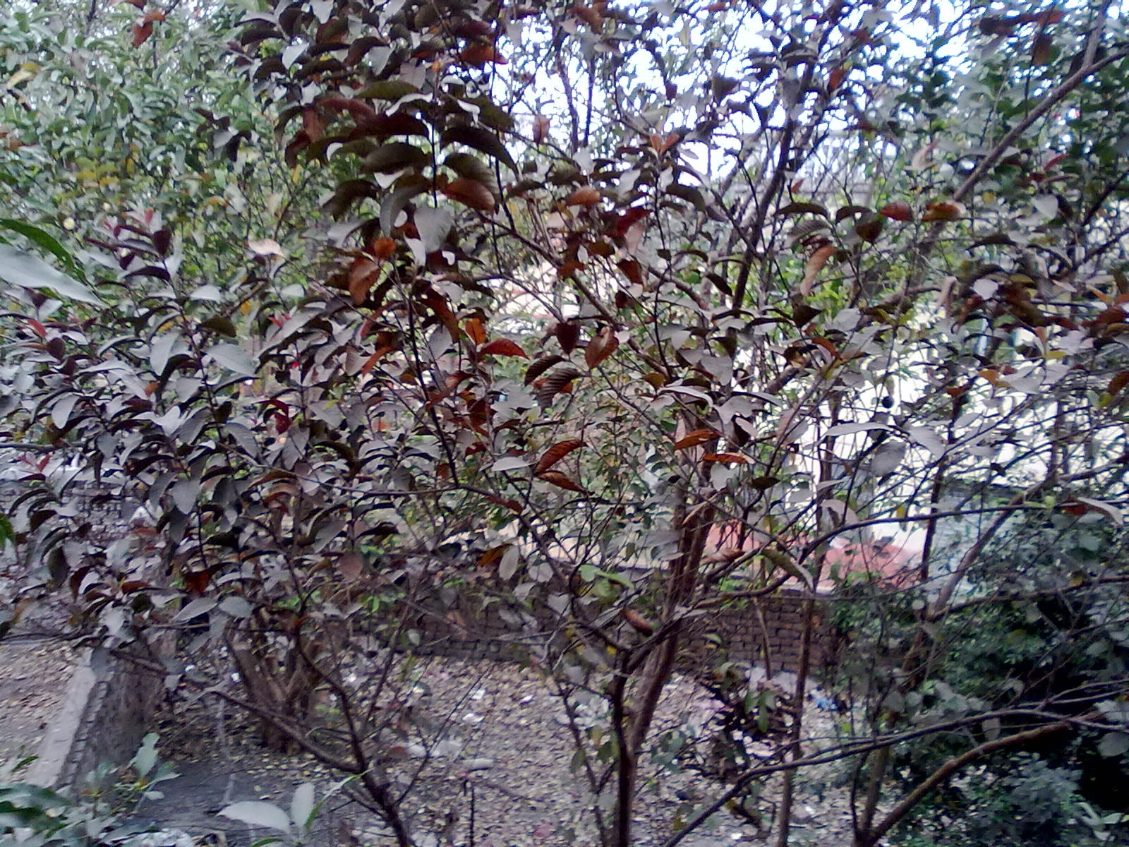 Nokia 5233 sample photo. Tree of purple guava photography