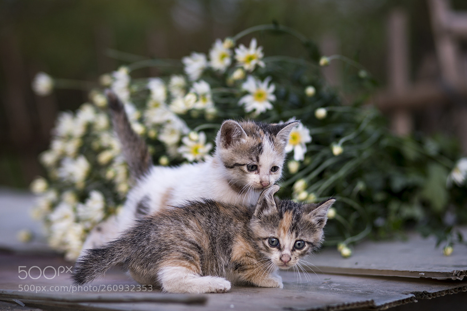 Canon EOS 6D sample photo. Cats and daisy photography