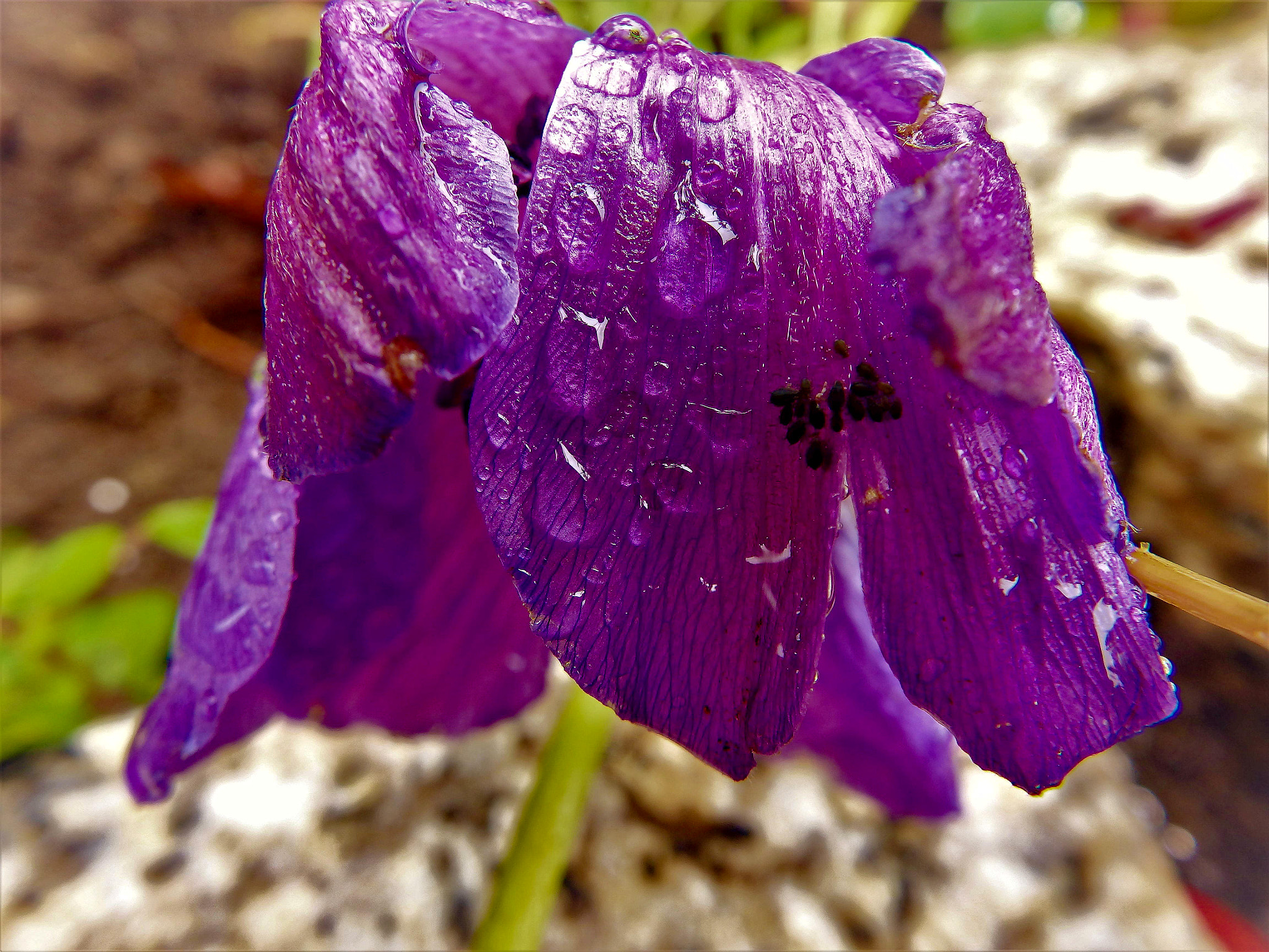 Olympus SP-100EE sample photo. No rendirse bajo la lluvia!! photography