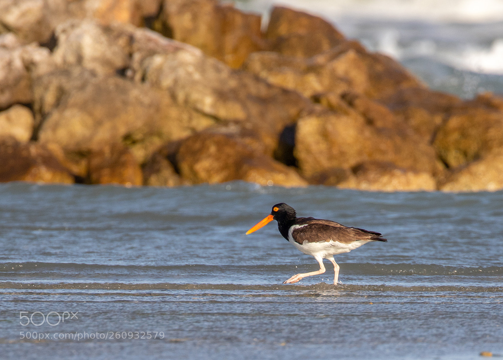 Canon EOS 7D Mark II sample photo. American oystercatcher photography