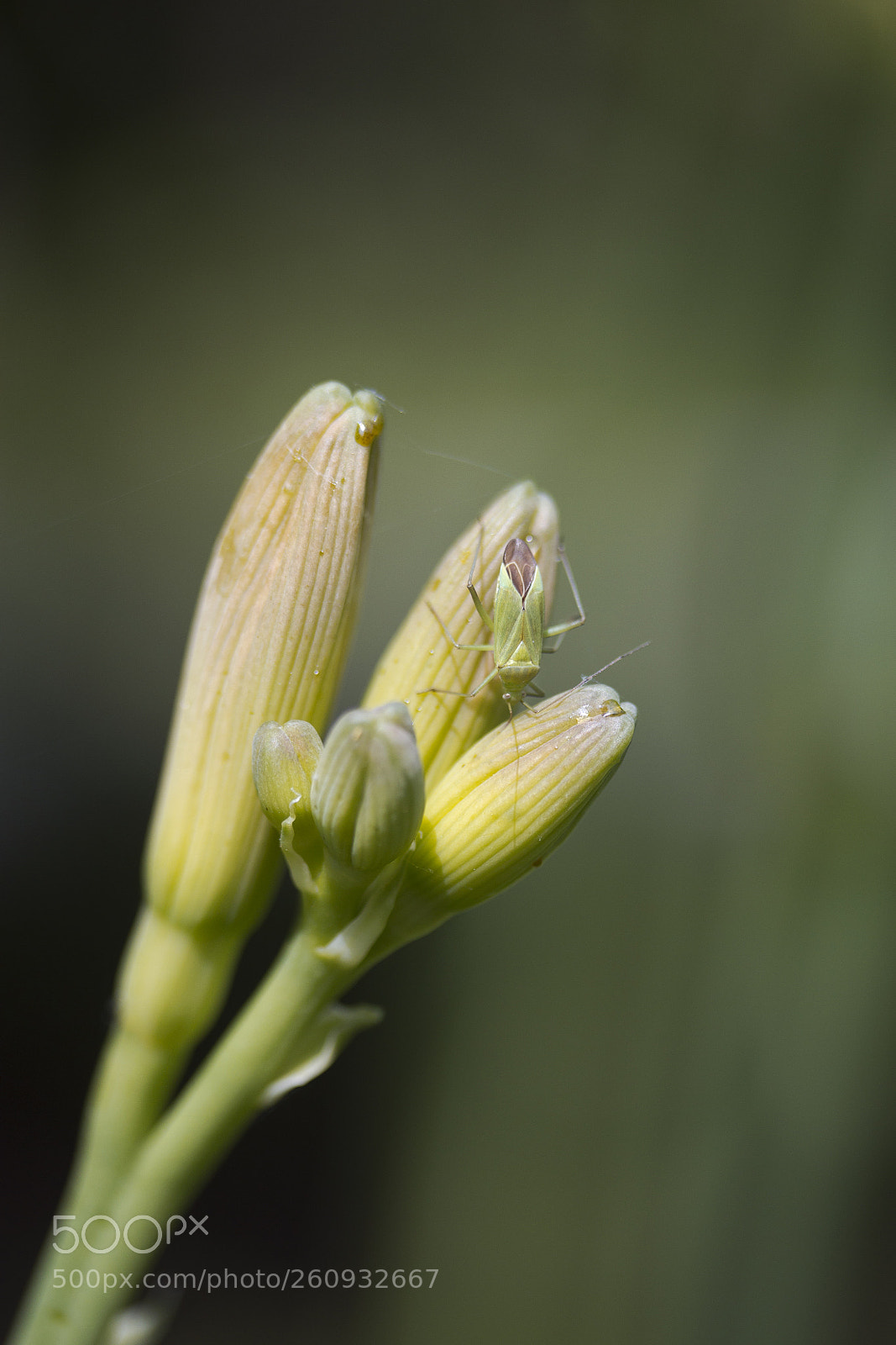 Canon EOS 60D sample photo. Gr ne distelwanze calocoris photography