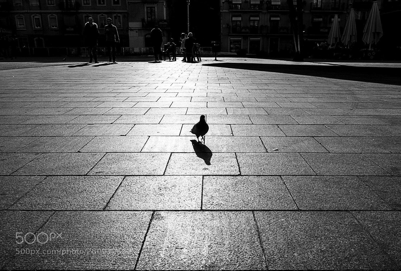 Fujifilm X-T10 sample photo. Bird photography