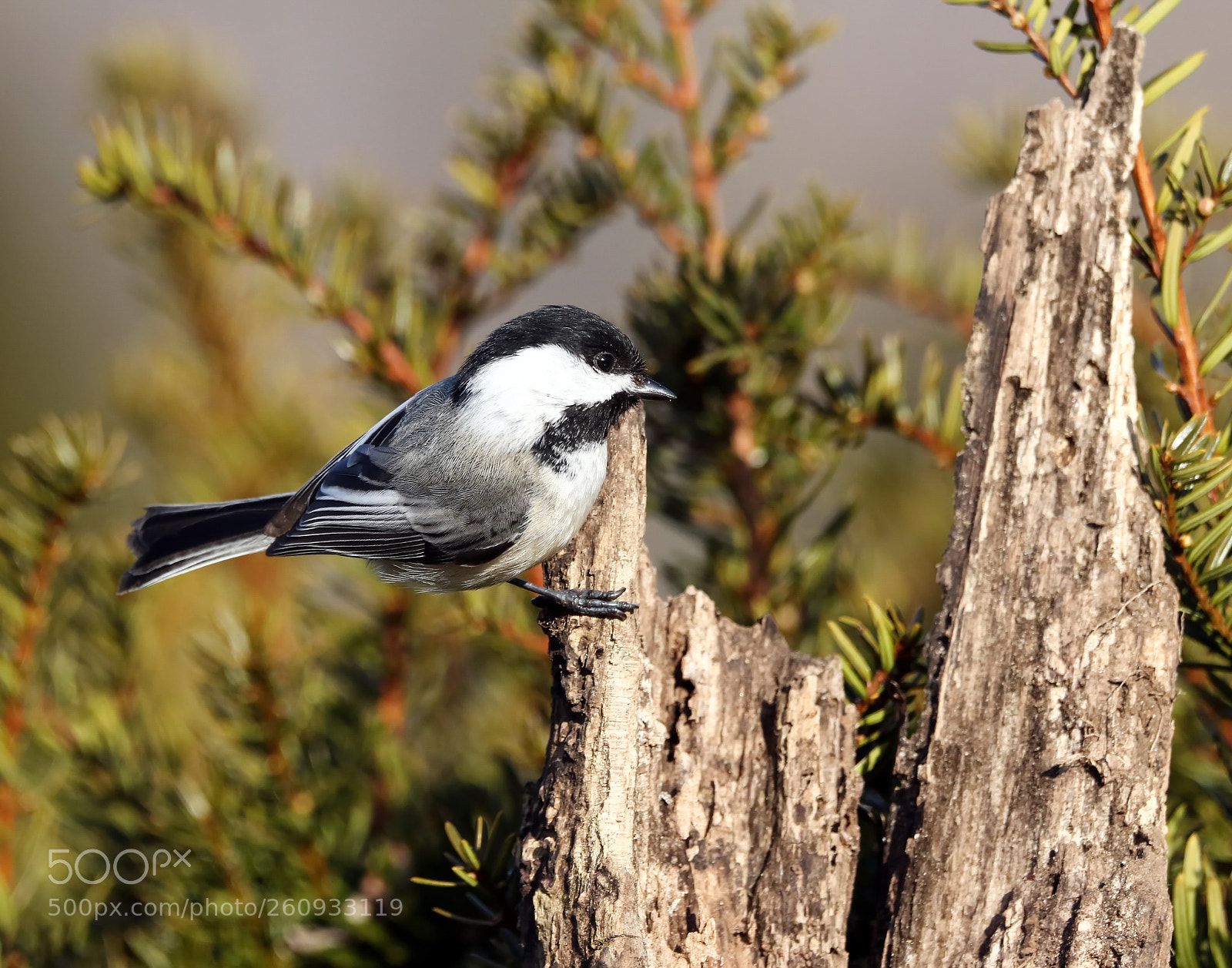 Canon EOS 7D Mark II sample photo. Chickadee photography