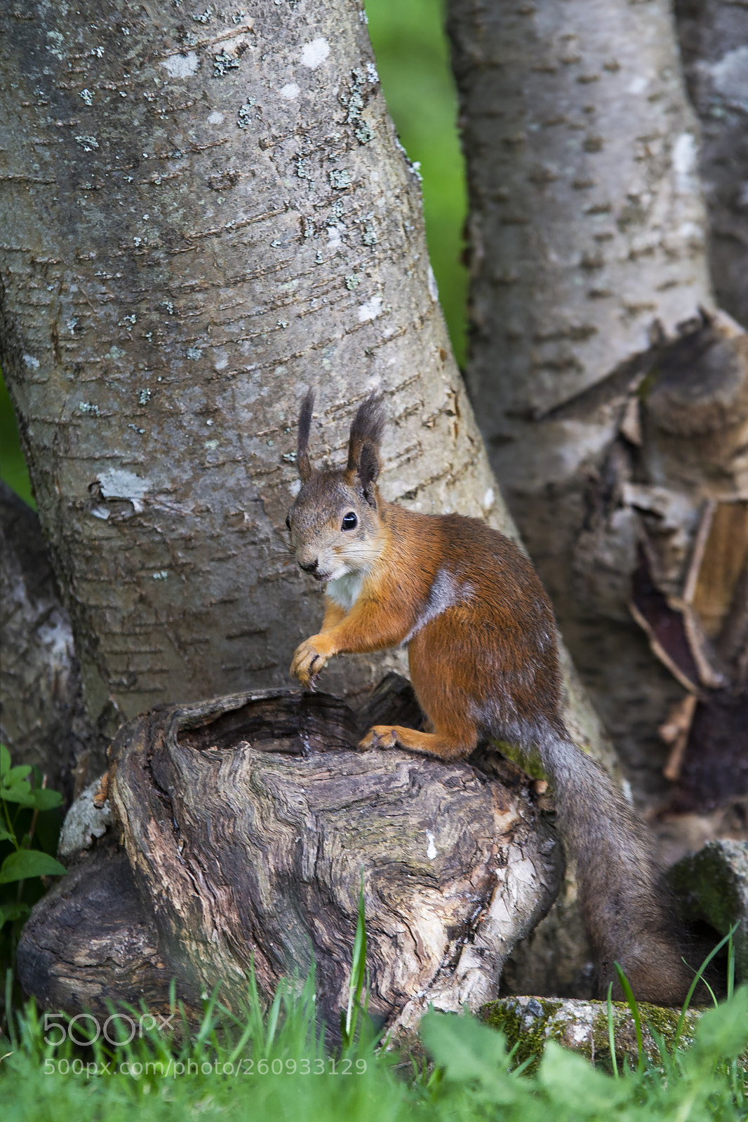 Canon EOS 6D sample photo. Orava, sguirrel photography