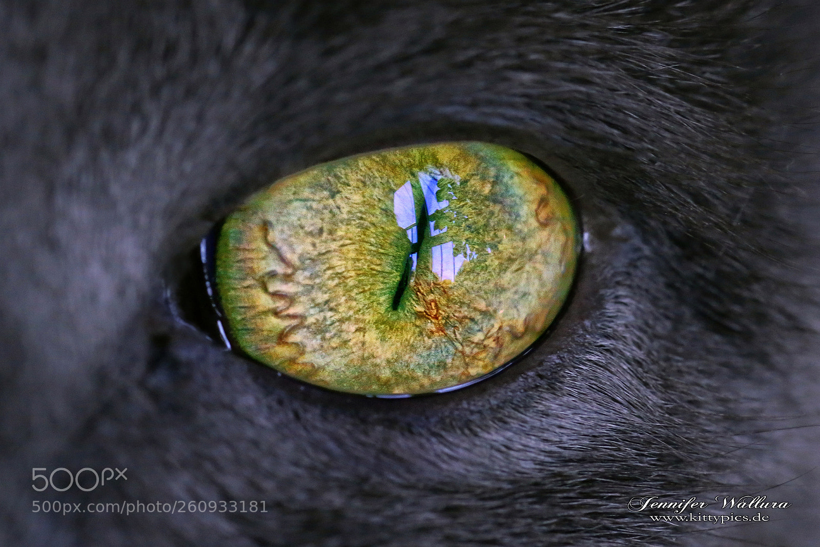 Canon EOS 6D sample photo. Cat eye close up photography