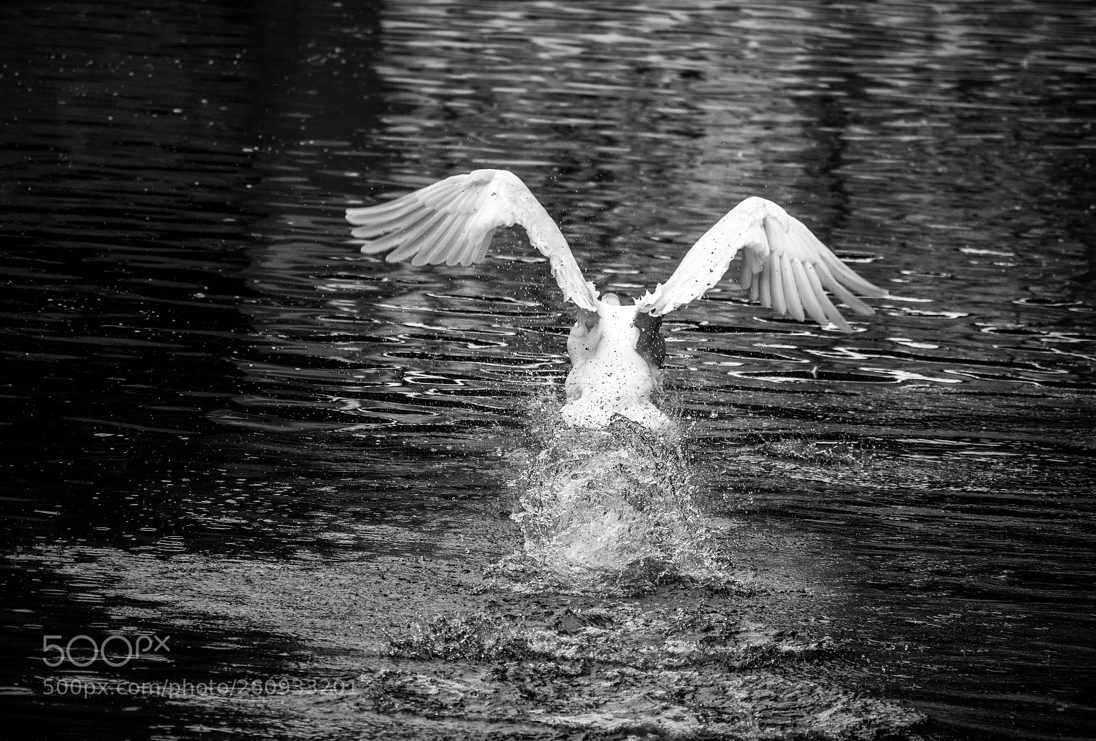 Nikon D7200 sample photo. Mute swan in flight photography