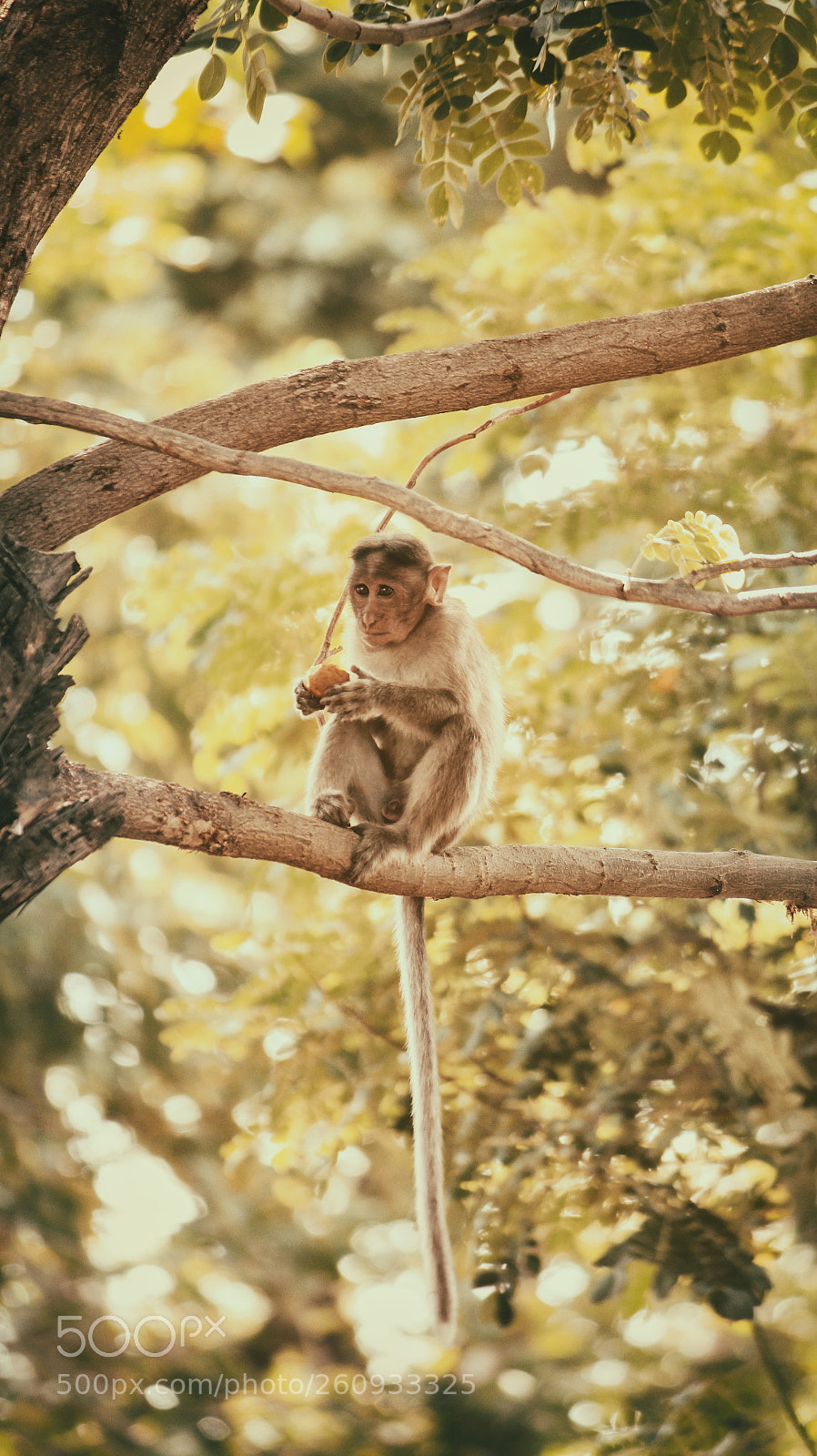 Canon EOS 700D (EOS Rebel T5i / EOS Kiss X7i) sample photo. Monkey sat on tree photography
