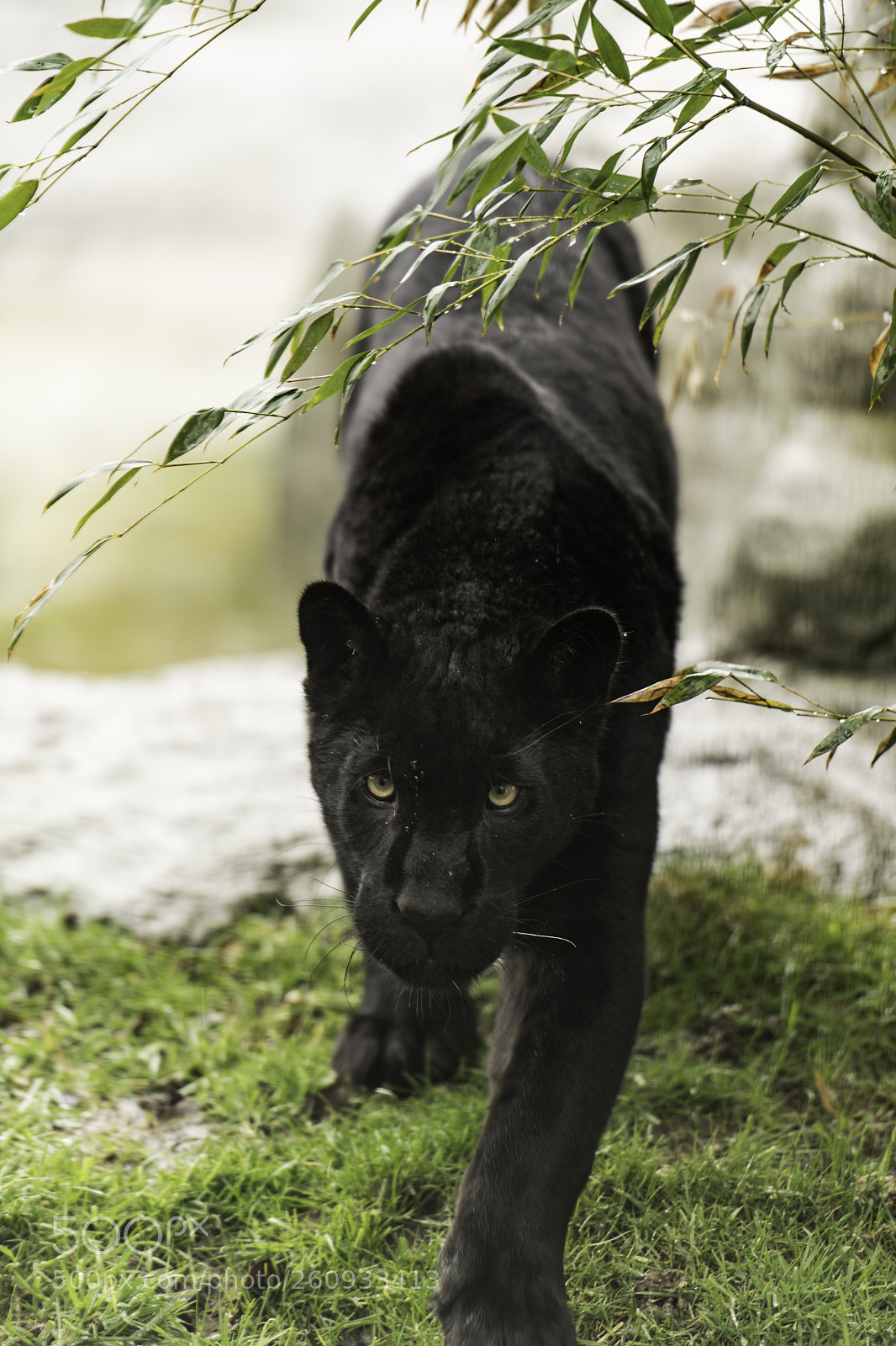 Nikon D5 sample photo. Black jaguar series photography