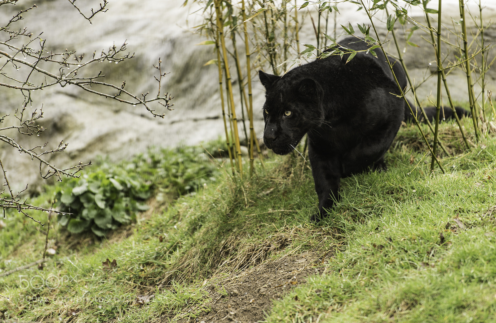 Nikon D5 sample photo. Black jaguar series photography