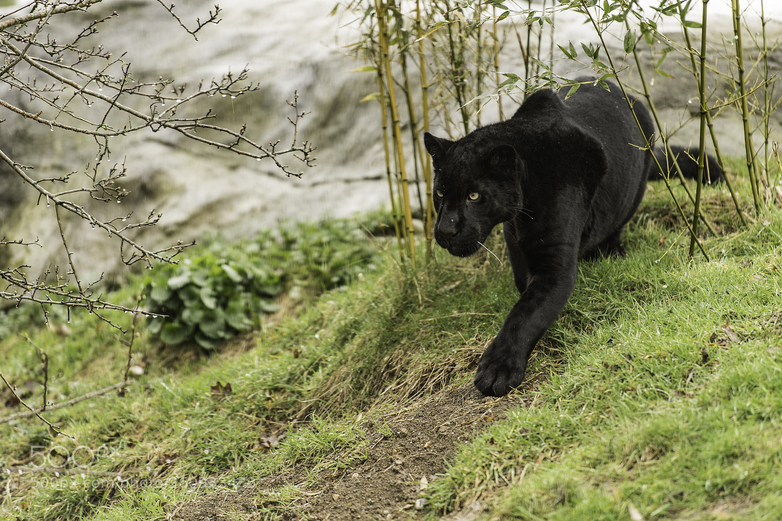 Nikon D5 sample photo. Black jaguar series photography
