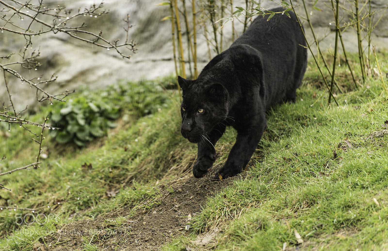 Nikon D5 sample photo. Black jaguar series photography