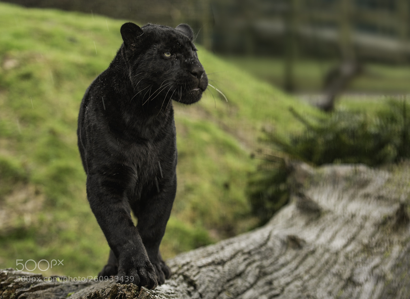 Nikon D5 sample photo. Black jaguar series photography