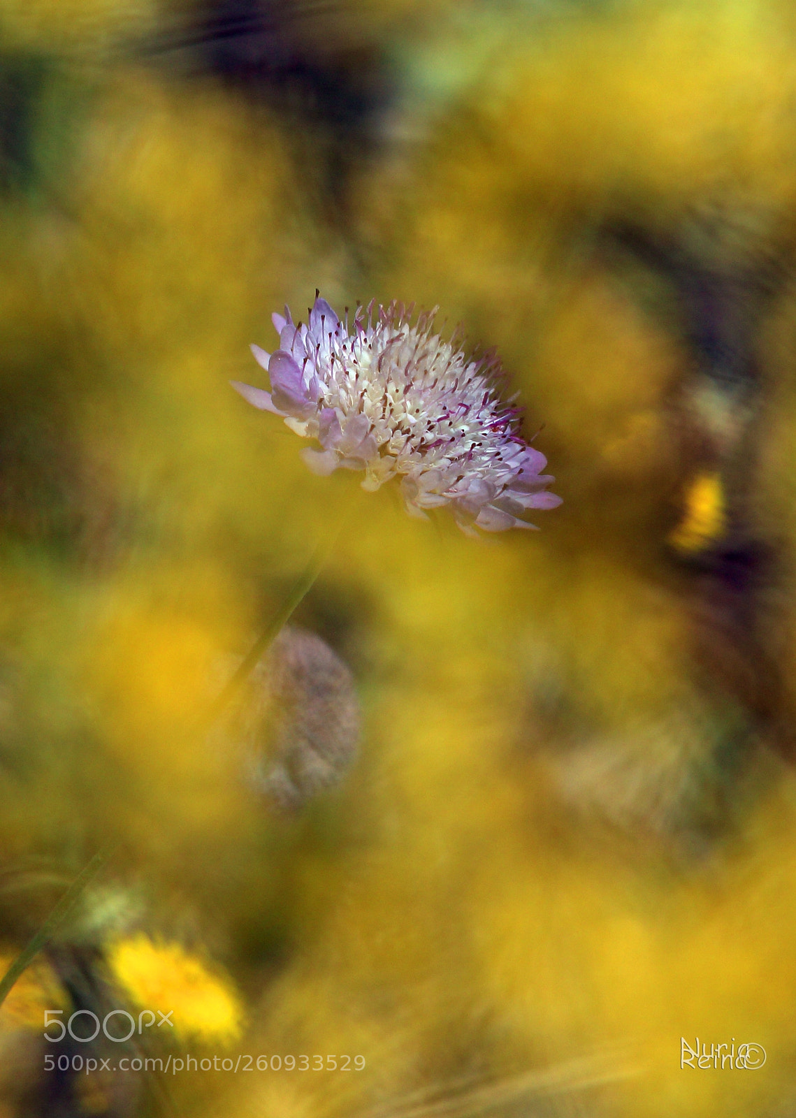 Canon EOS 70D sample photo. Through the yellow i photography