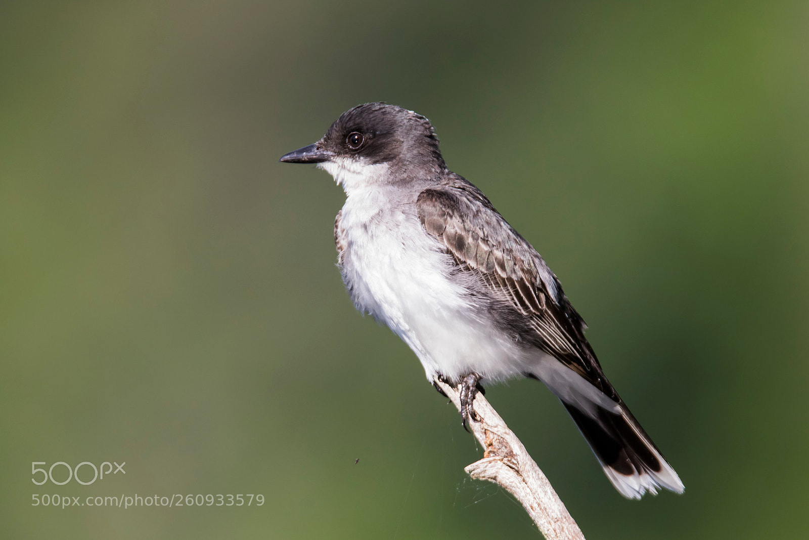 Canon EOS 7D Mark II sample photo. Eastern phoebe photography