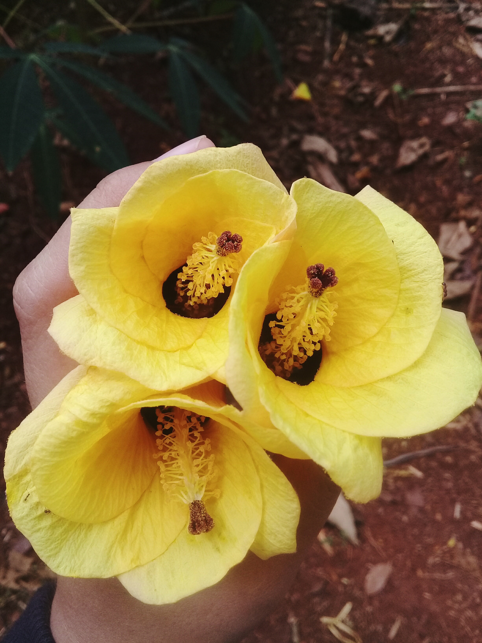 Samsung Galaxy J2 Prime sample photo. At forest,i found many fall flowers.such a great autumn photography