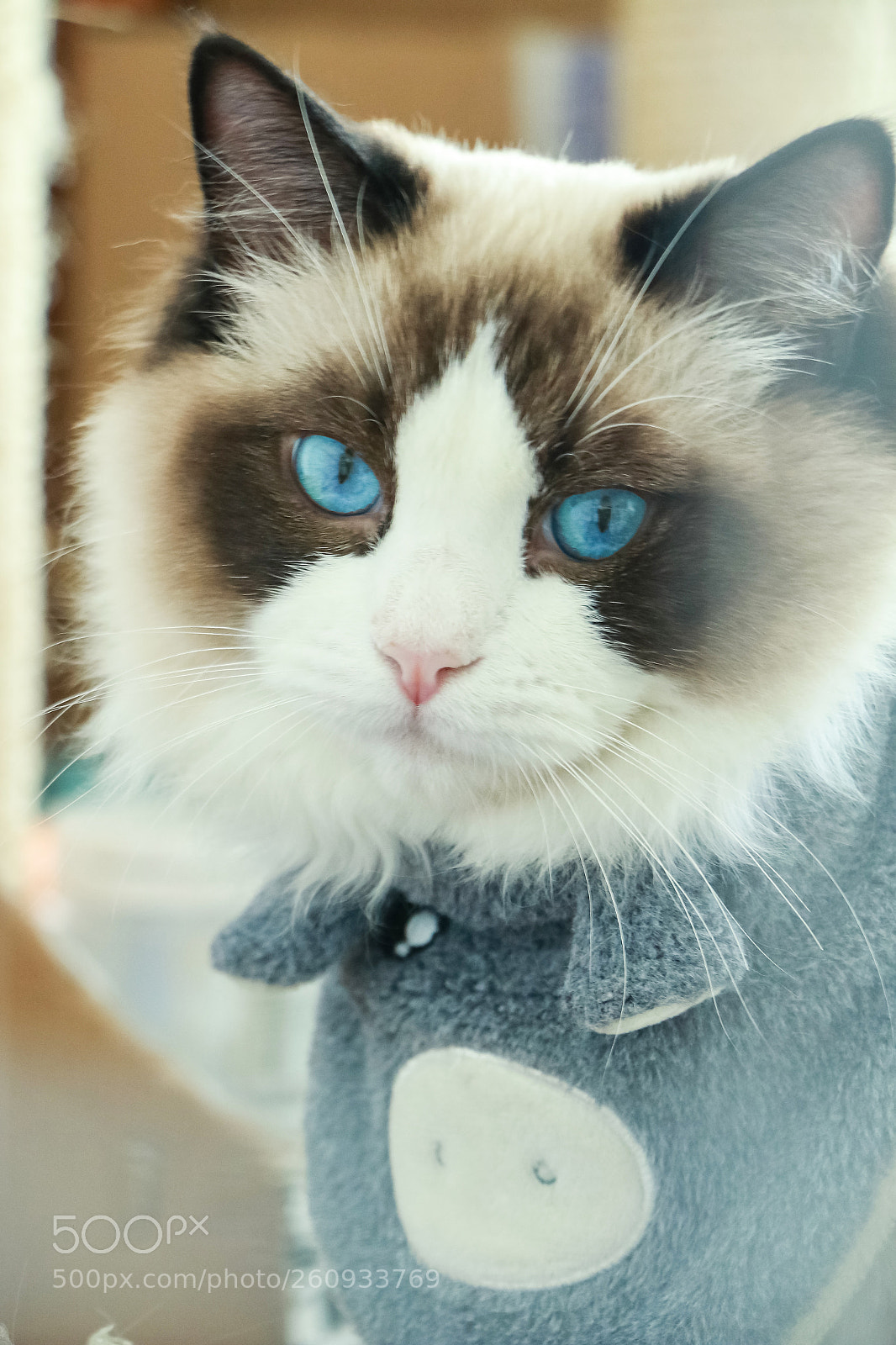 Canon EOS 70D sample photo. Cat 火龙果 photography