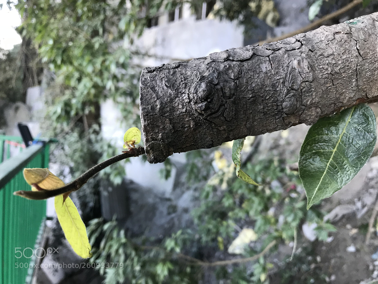 Apple iPhone 7 Plus sample photo. Img photography