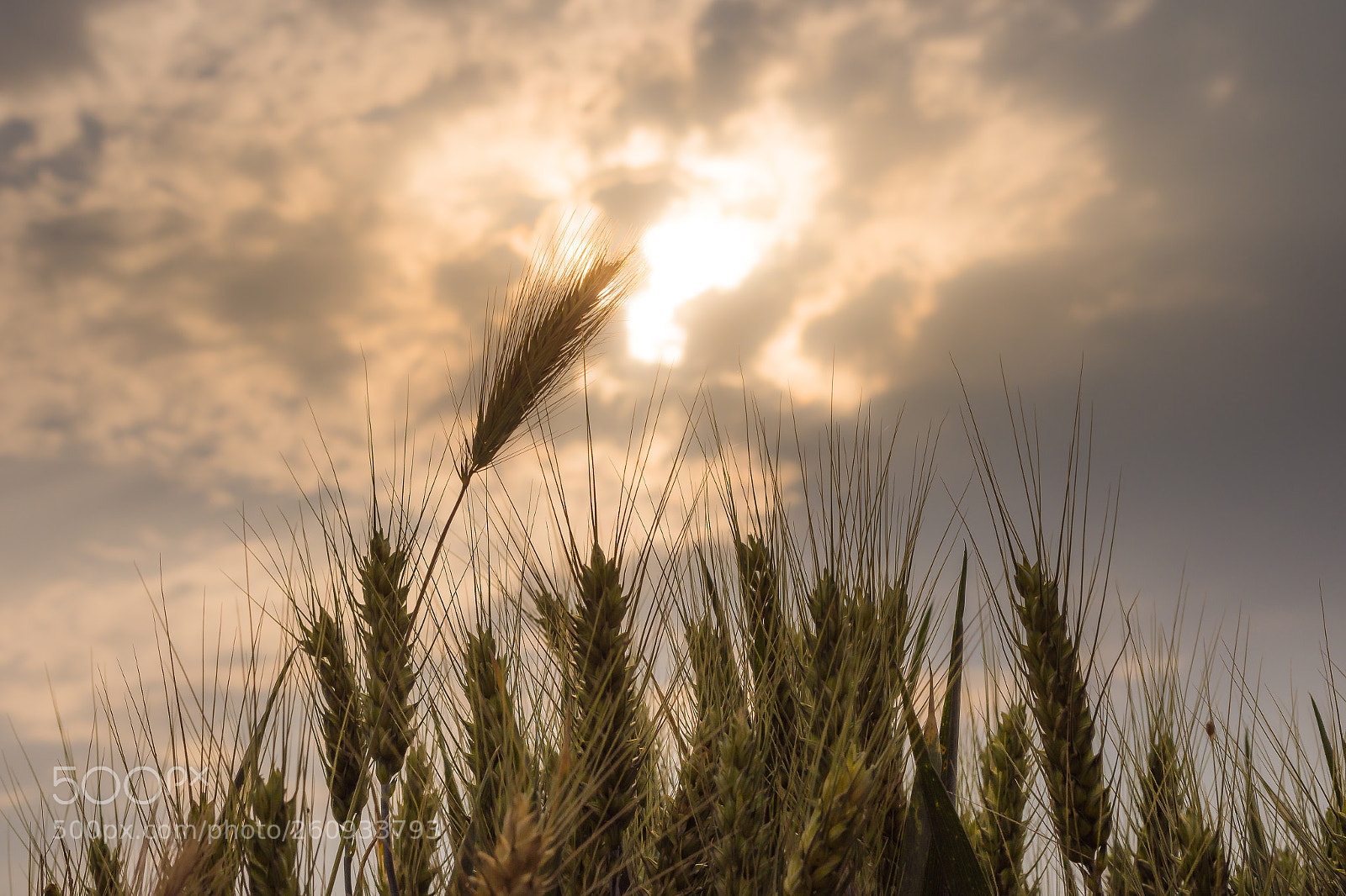 Nikon D7200 sample photo. Towards the sun photography