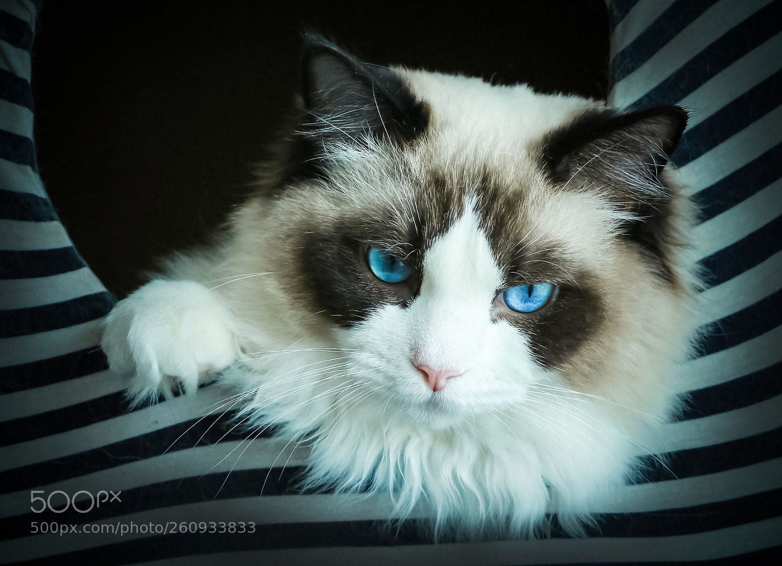 Canon EOS 70D sample photo. Cat 火龙果 photography