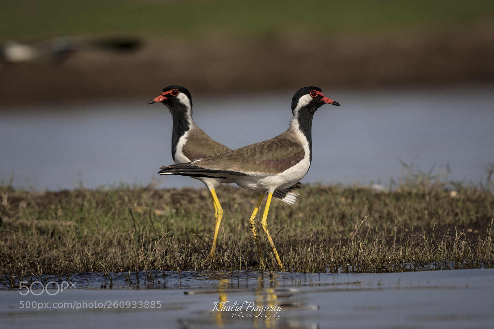 Canon EOS 7D Mark II sample photo. Red wattled lapwing twins photography