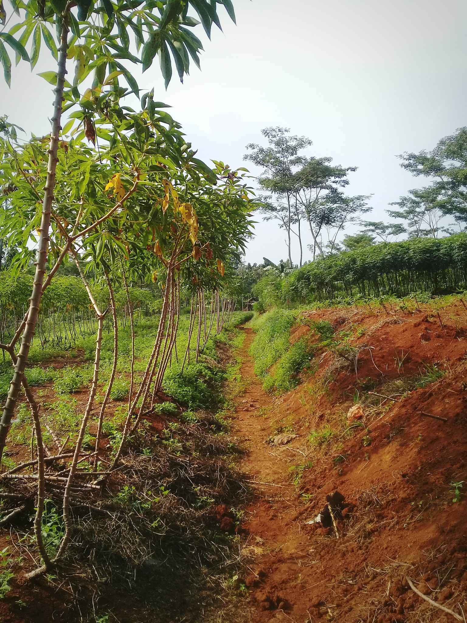 Samsung Galaxy J2 Prime sample photo. Field photography