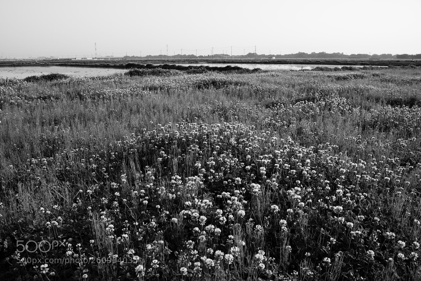 Nikon D810 sample photo. White clover photography