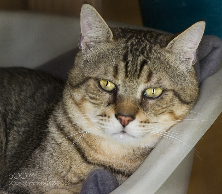 Nikon D3100 sample photo. Oberyn sad photography