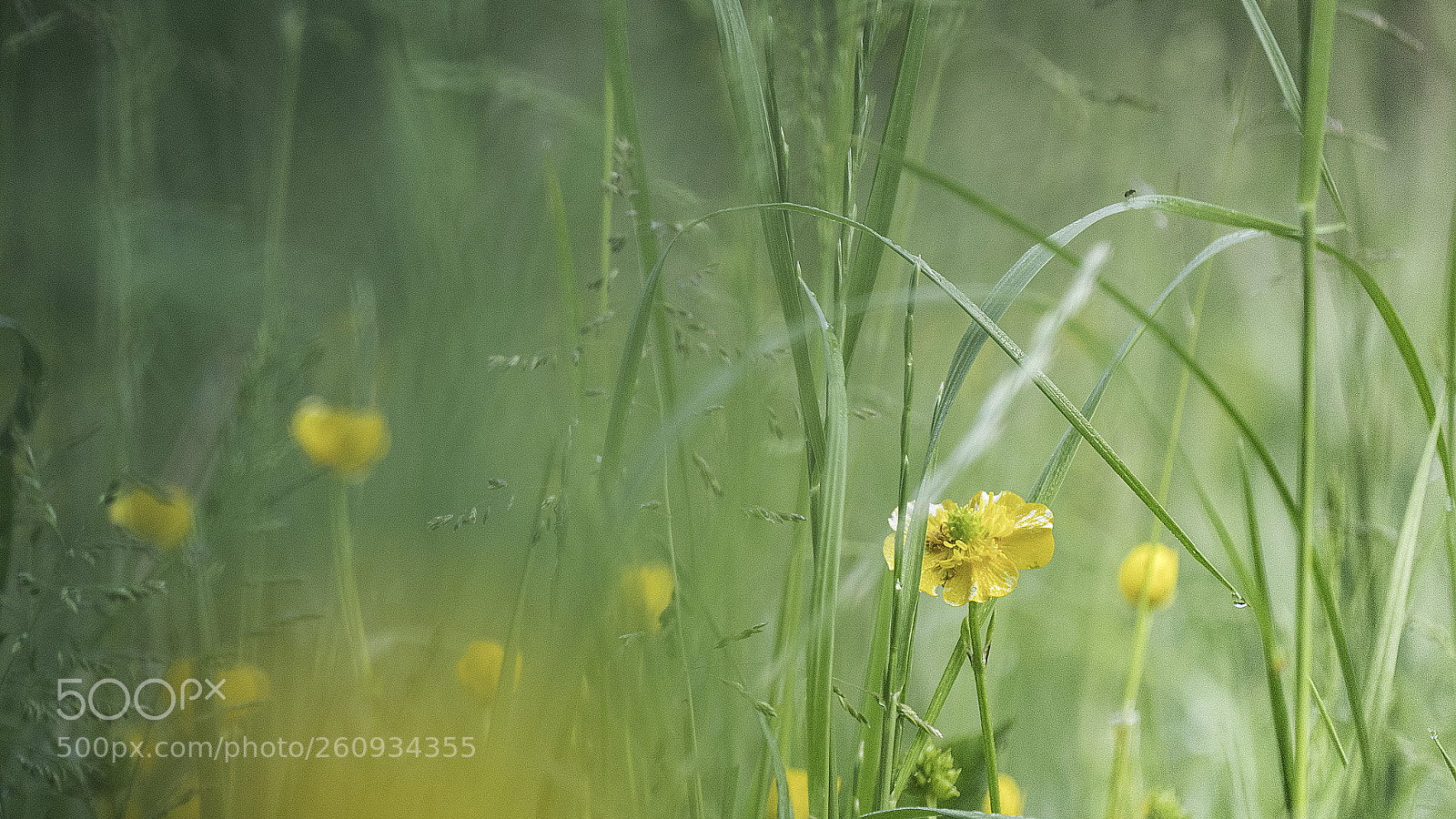 Panasonic Lumix DMC-GX85 (Lumix DMC-GX80 / Lumix DMC-GX7 Mark II) sample photo. Ranunculus repens photography