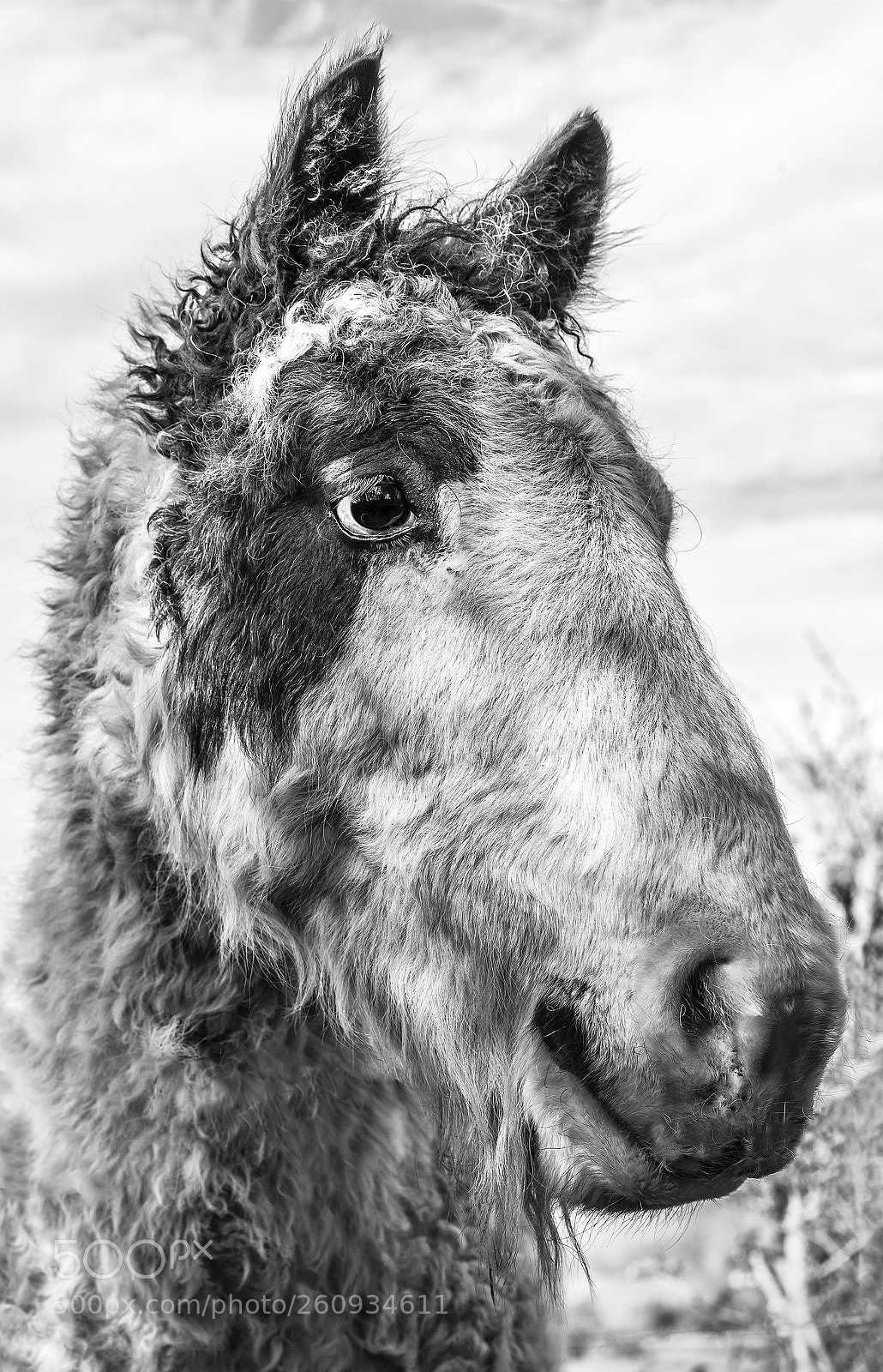 Nikon D800 sample photo. Horse portrait photography