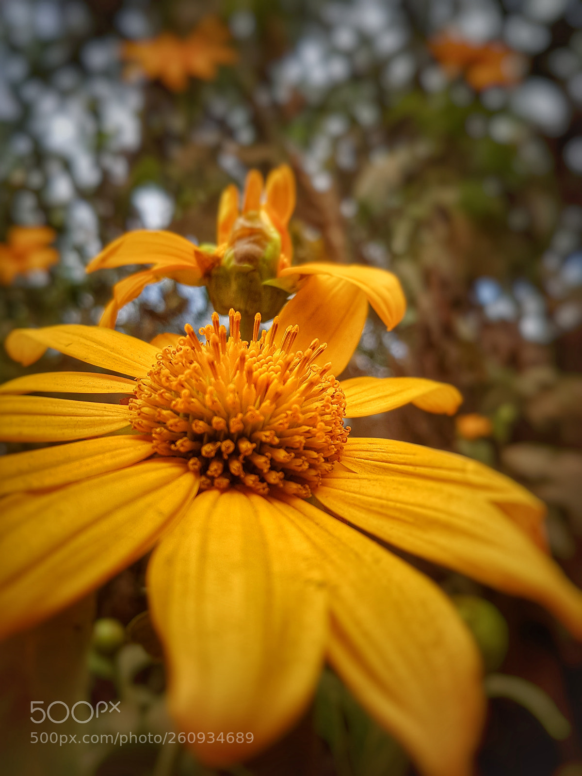Samsung Galaxy S7 Edge sample photo. Untitled photography