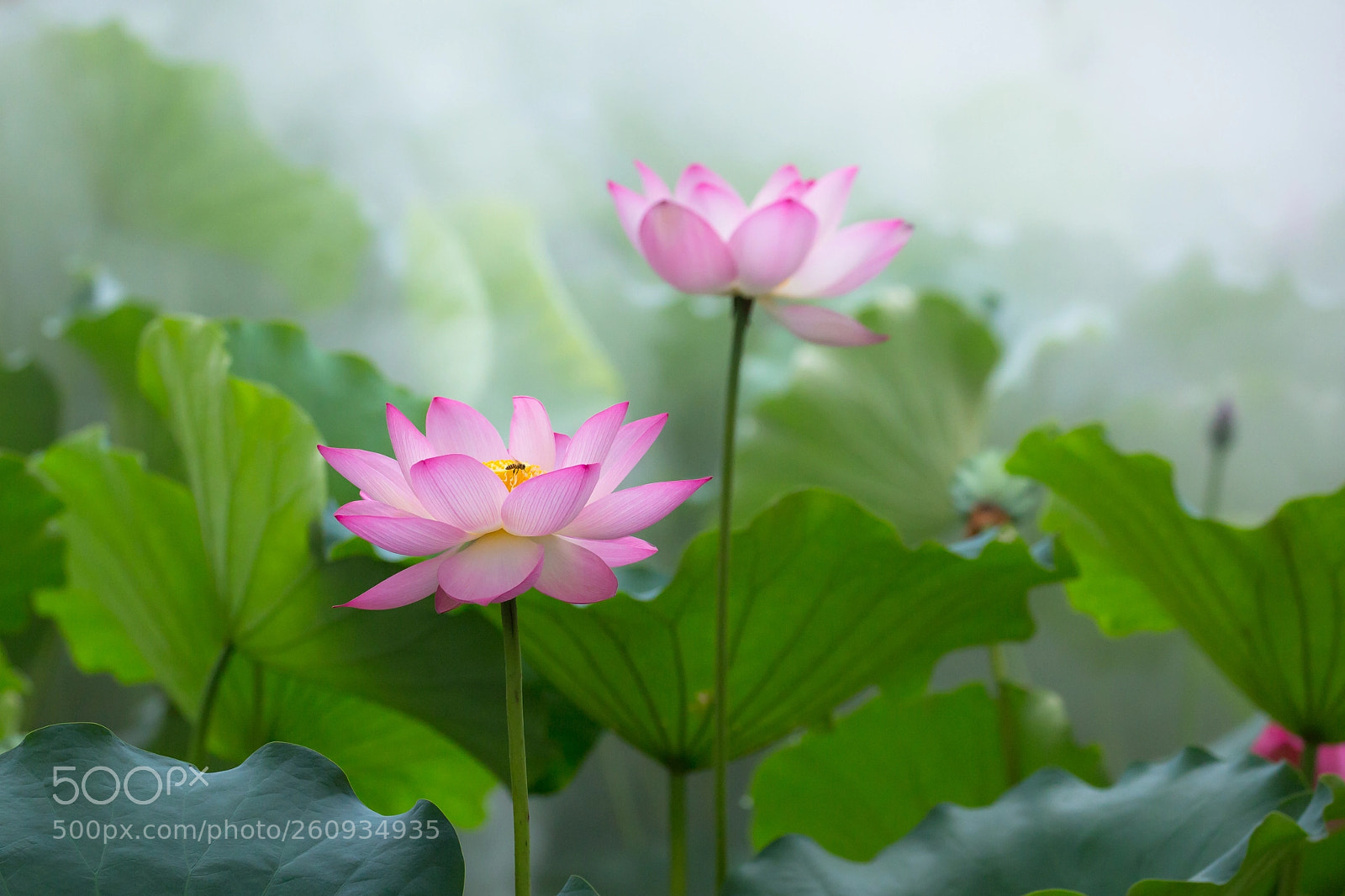 Canon EOS 6D sample photo. 嬌艷綻放 photography