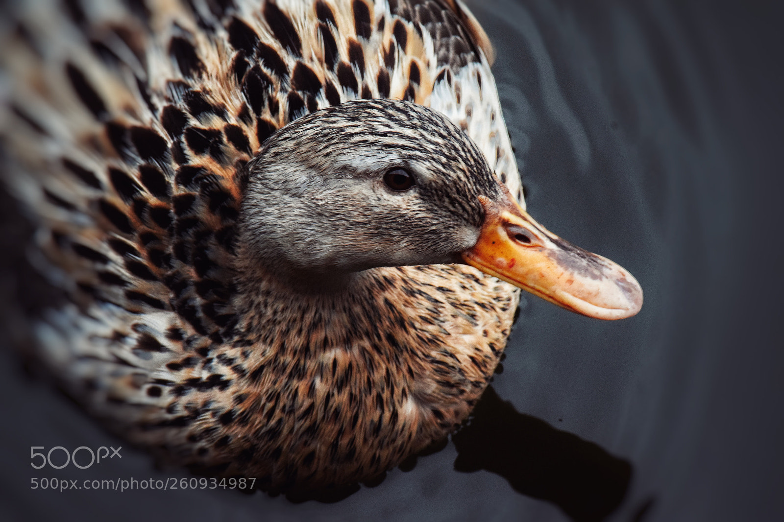 Nikon D3300 sample photo. Duck photography