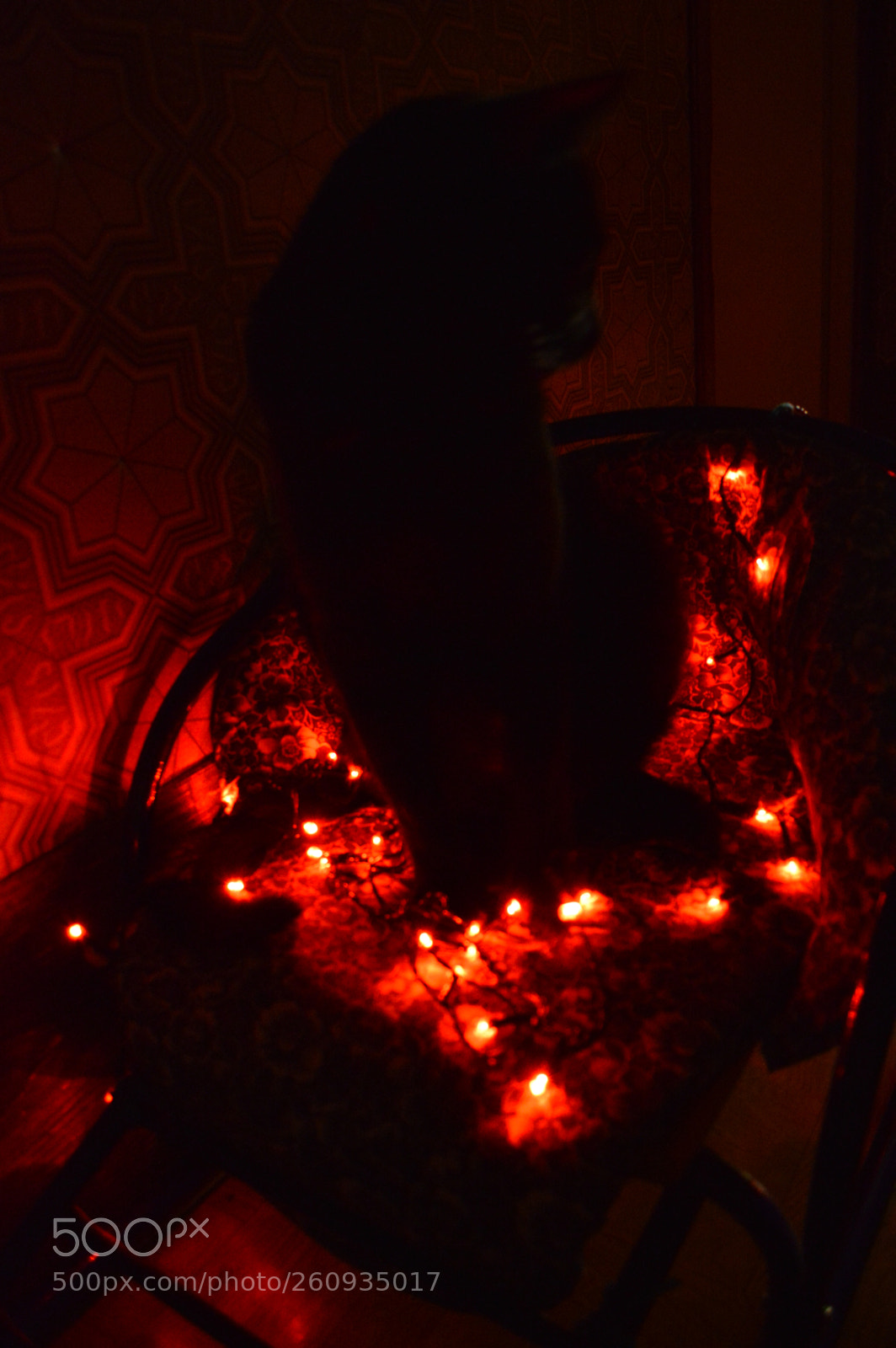 Nikon D3200 sample photo. Red cats photography
