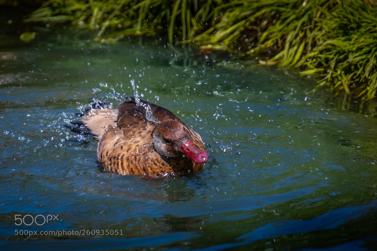 Canon EOS 77D (EOS 9000D / EOS 770D) sample photo. Canard photography