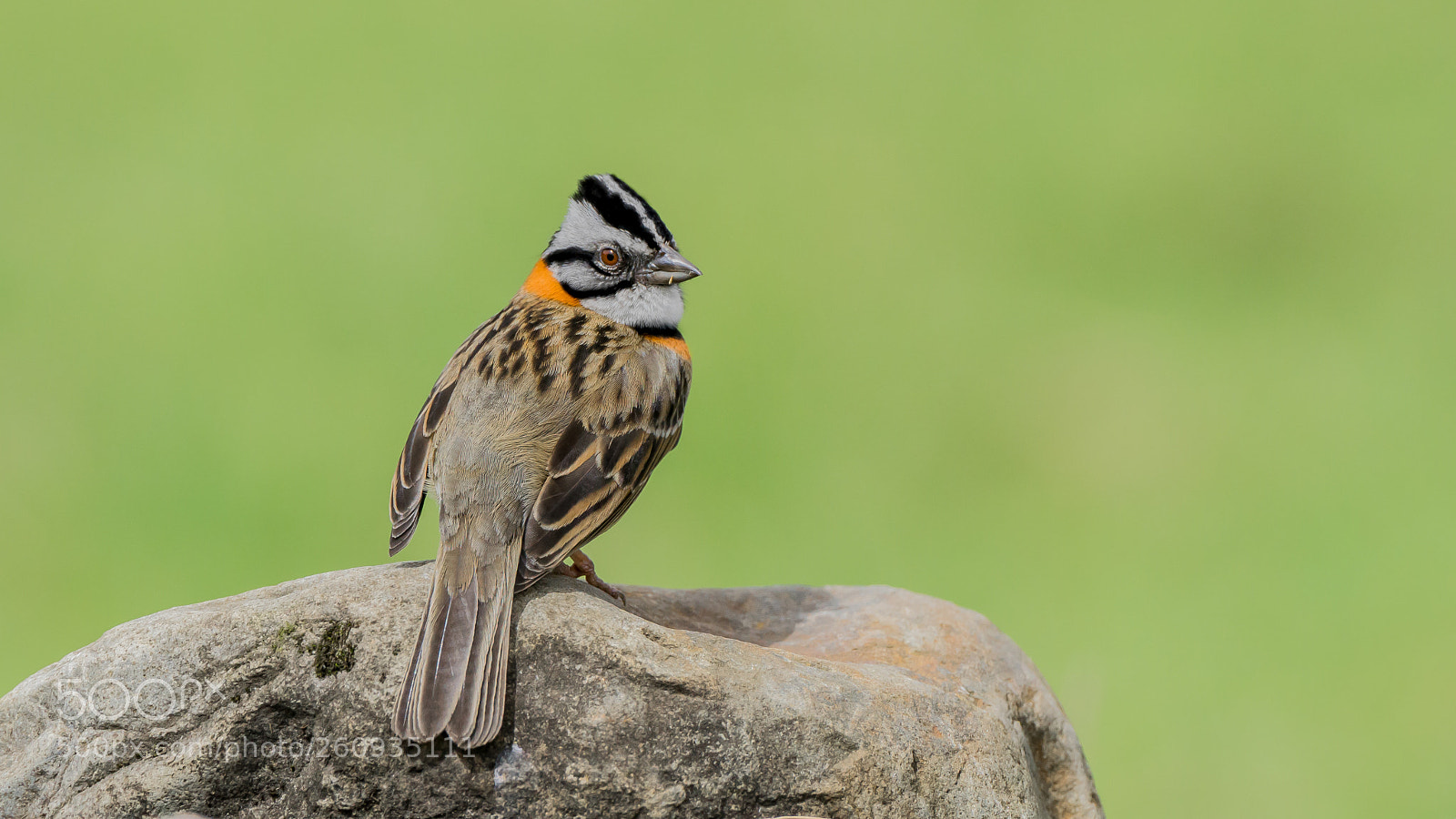 Sony a6000 sample photo. Sparrow photography