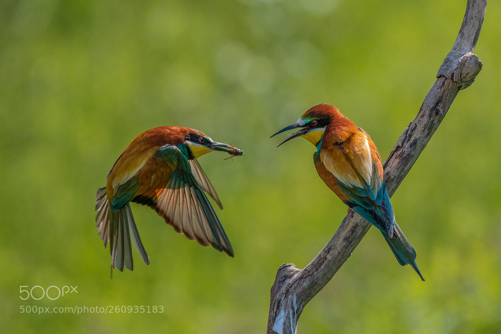 Nikon D500 sample photo. Bee-eaters ii photography