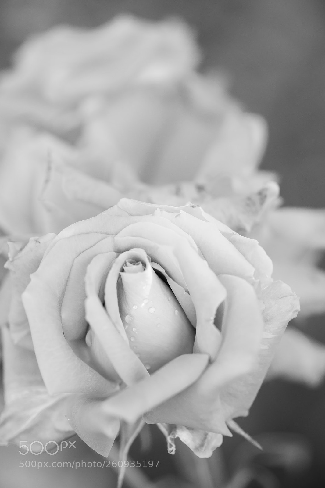 Nikon D850 sample photo. Drops on the petal photography